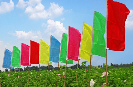 co-phuon-nhieu-mau-co-chuoi